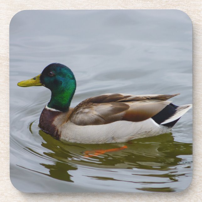 Swim Mallard Swim Coaster (Front)