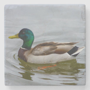 Swim Mallard Swim Stone Coaster