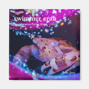 Swimmer Crab (Lissocarcinus laevis  Miers, 1886 ) Magnet