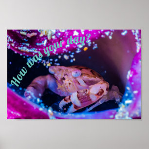 Swimmer Crab (Lissocarcinus laevis Miers, 1886 ) Poster