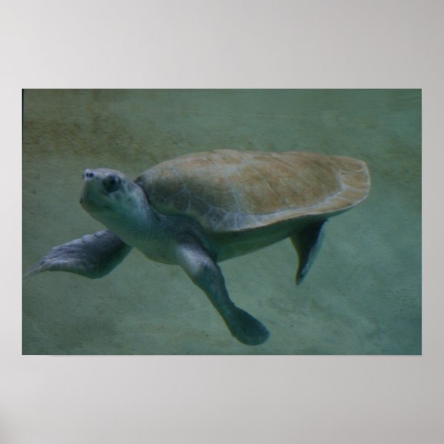 Swimmin' Poster (Front)