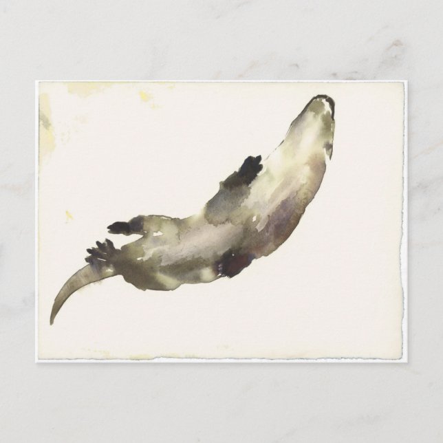 Swimming Above Postcard (Front)