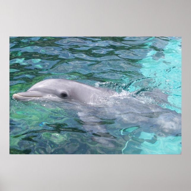 Swimming Dolphin Poster (Front)