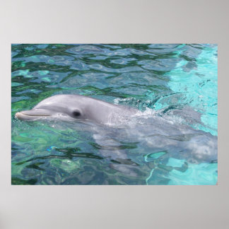 Swimming Dolphin Poster
