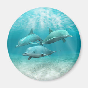 Swimming Dolphins Magnet