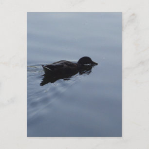 Swimming Duck in Lake, Nature Bird Wildlife Blue Postcard