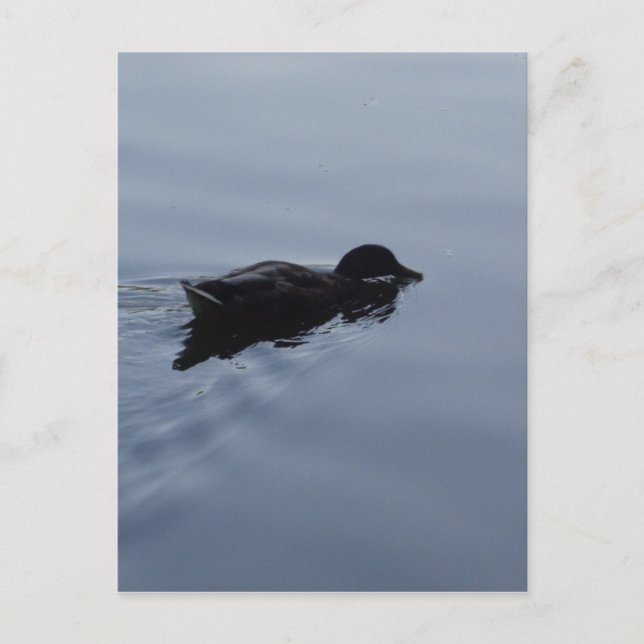 Swimming Duck in Lake, Nature Bird Wildlife Blue Postcard (Front)