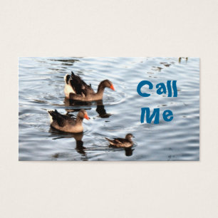 Swimming Ducks