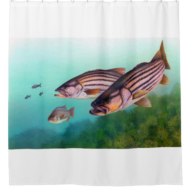Swimming Fish Striped Bass Shower Curtain (Front)