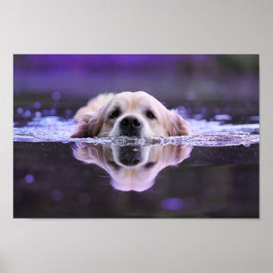 Swimming Golden Retriever Poster