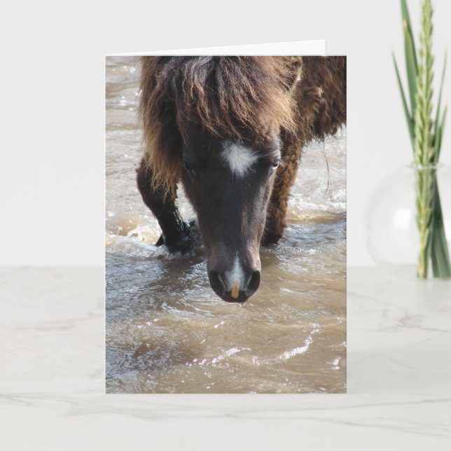 Swimming Horse Birthday Card (Front)