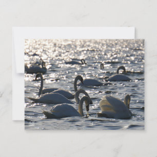 Swimming in a group on the water with sparkling z postcard