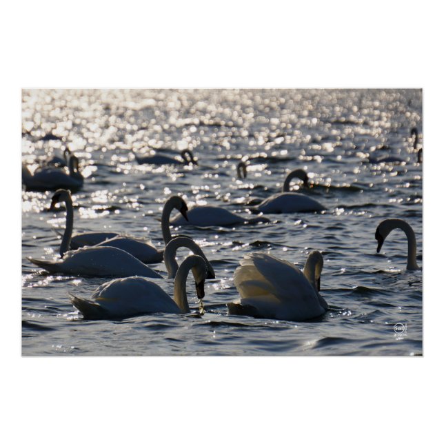 Swimming in a group on the water with sparkling z poster (Front)