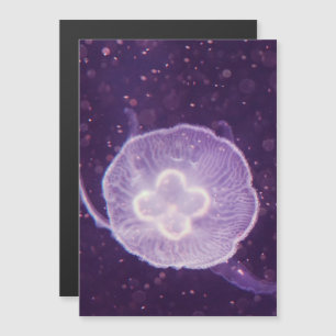 Swimming Jellyfish
