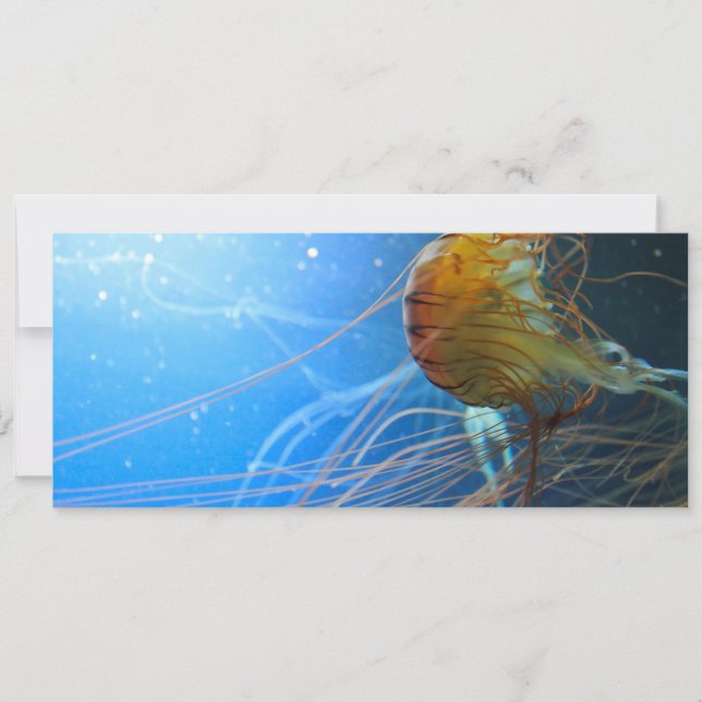 Swimming Jellyfish Closeup (Front)