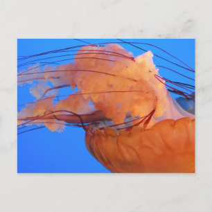 Swimming Jellyfish Postcard