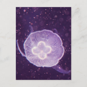 Swimming Jellyfish Postcard