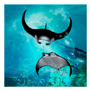 Swimming manta rays poster