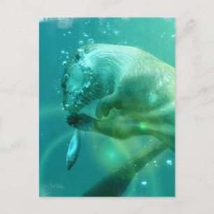 Swimming Otter Postcard