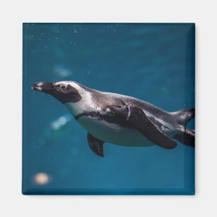 Swimming Pengiun in the Sea. Magnet