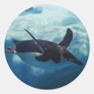 swimming penguin classic round sticker