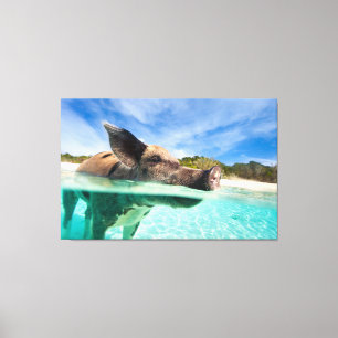 Swimming pig of Exuma Canvas Print