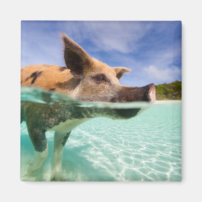 Swimming pig of Exuma Magnet (Front)