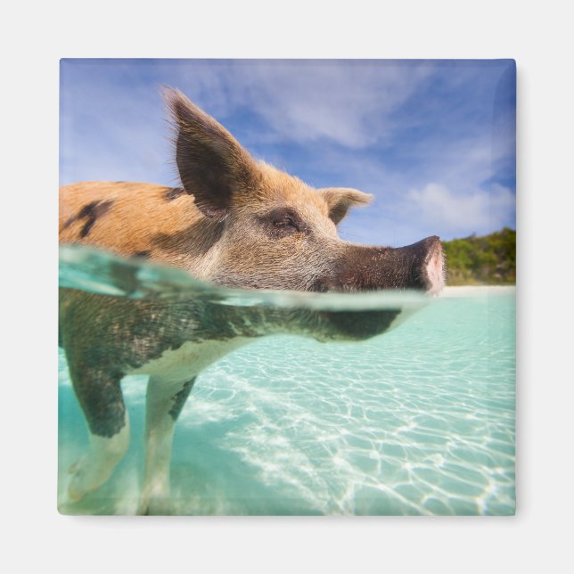 Swimming pig of Exuma Magnet (Front)