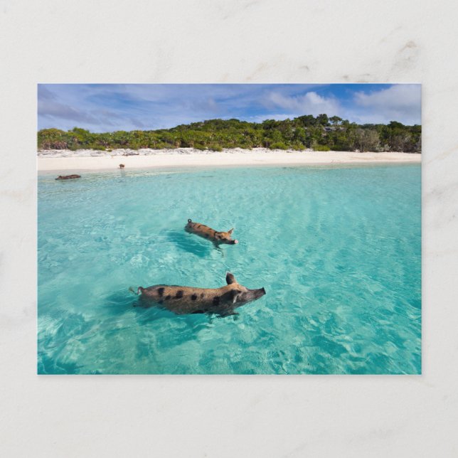 Swimming pig of Exuma Postcard (Front)