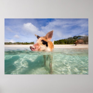 Swimming pig of Exuma Poster