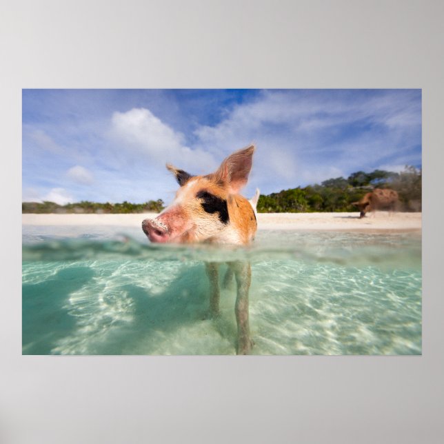 Swimming pig of Exuma Poster (Front)