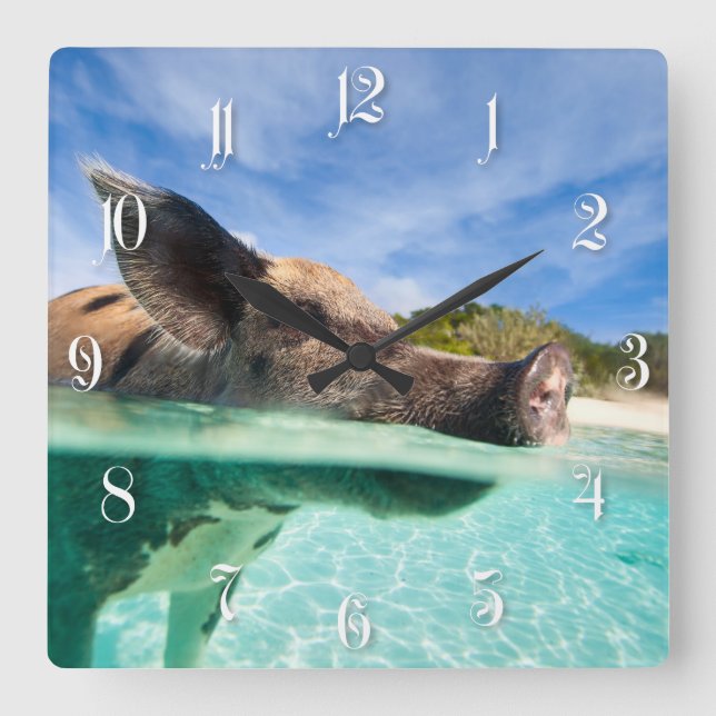 Swimming pig of Exuma Square Wall Clock (Front)