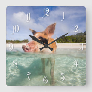 Swimming pig of Exuma Square Wall Clock