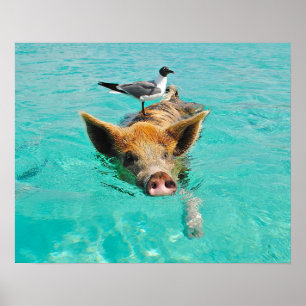 Swimming Pig with a Passenger Poster