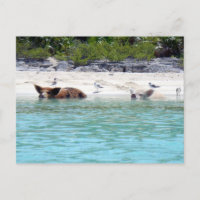 Swimming Pigs in Beach Postcard