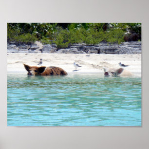Swimming Pigs in Beach Poster