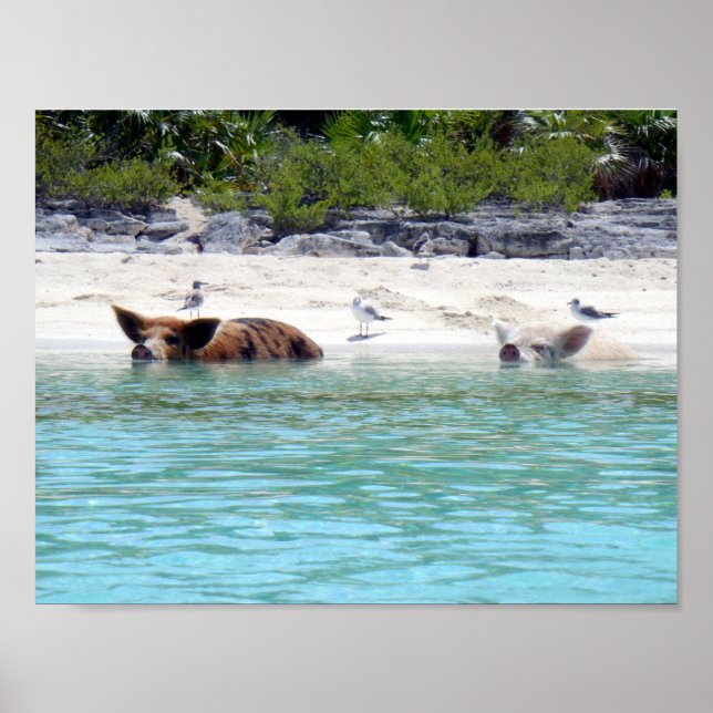 Swimming Pigs in Beach Poster (Front)