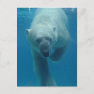 Swimming Polar Bear  Postcard