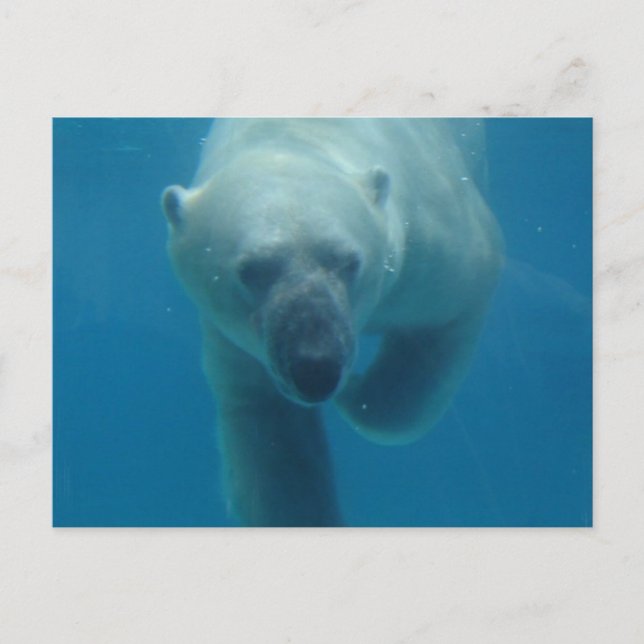 Swimming Polar Bear  Postcard (Front)