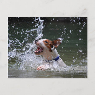Swimming Puppy Splashing Postcard