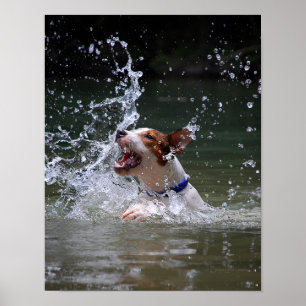 Swimming Puppy Splashing Poster