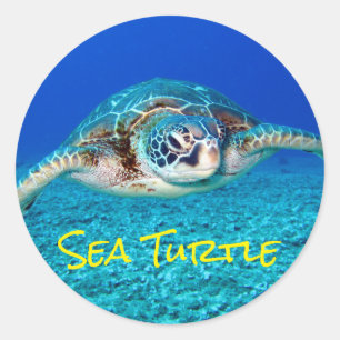 Swimming Sea Turtle Classic Round Sticker