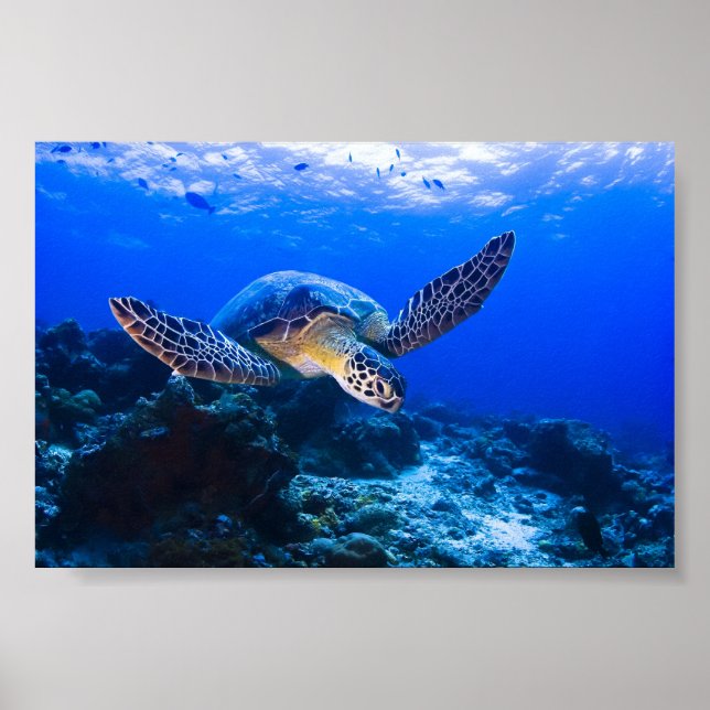 Swimming Sea Turtle in blue water Poster (Front)
