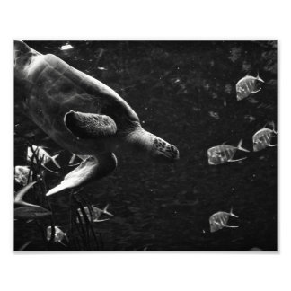 Swimming Sea Turtle – Photo Print
