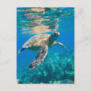 Swimming Sea Turtle Postcard