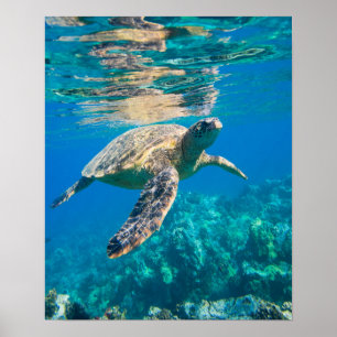 Swimming Sea Turtle Poster