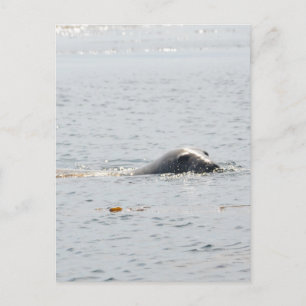 Swimming Seal Postcard
