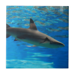 Swimming Shark Tile