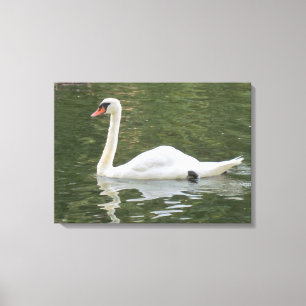 Swimming Swan Canvas Print