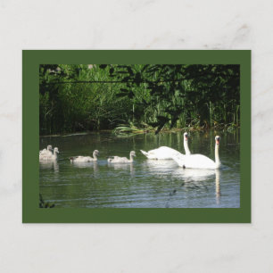 Swimming Swan Family DIY Postcard